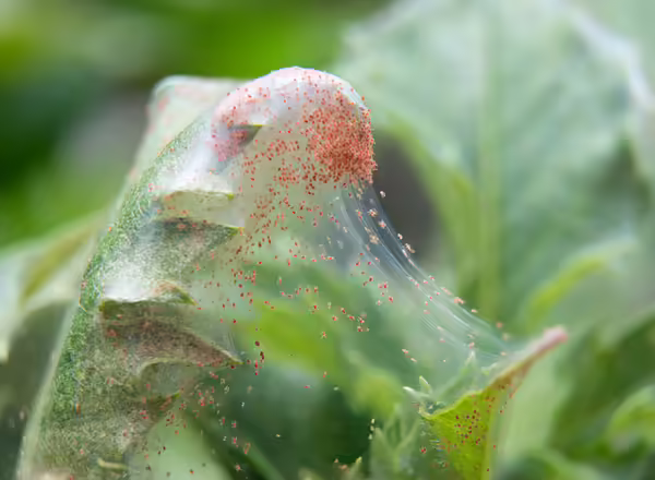 spider mites on Dahlia