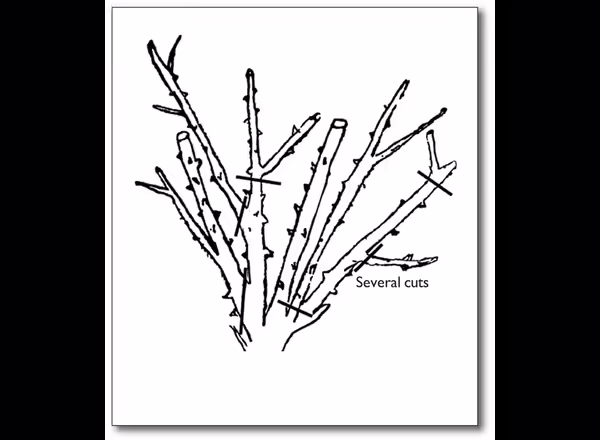 pruning ever-blooming roses