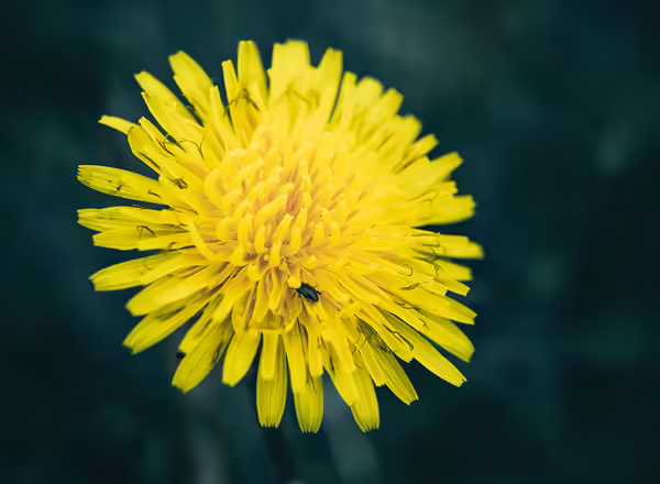 Small bug on a yellow flower