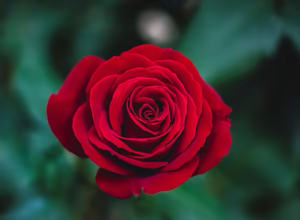 one red rose