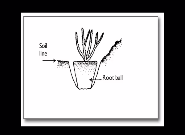 planting a potted rose bush