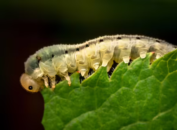 rose sawfly slug