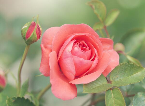 pink-petaled rose flower