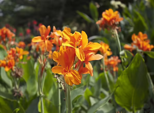 Orange Canna