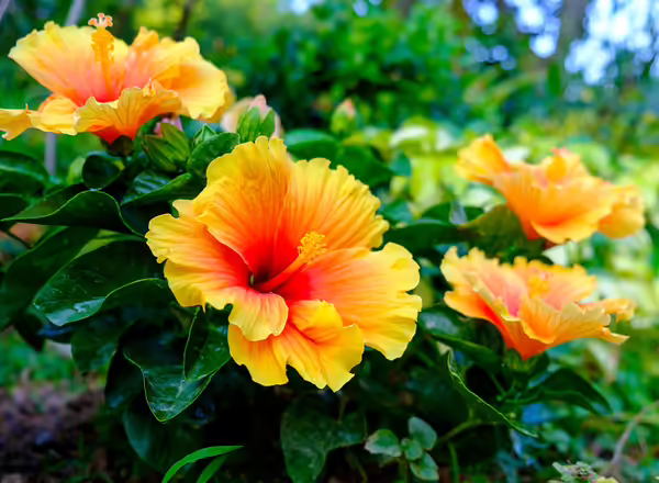 hibiscus