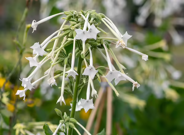 Nicotiana sylvestris