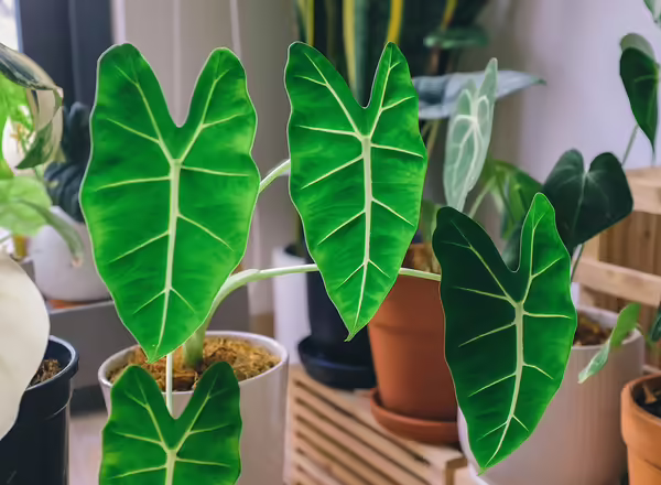 A plant with large green leaves and white viens