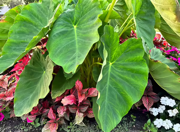 A plant with very large green leaves