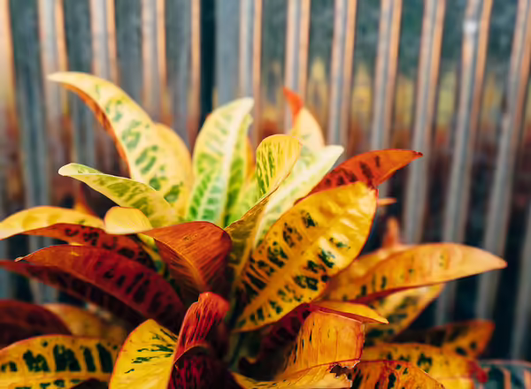A small plant with yellow and green leaves