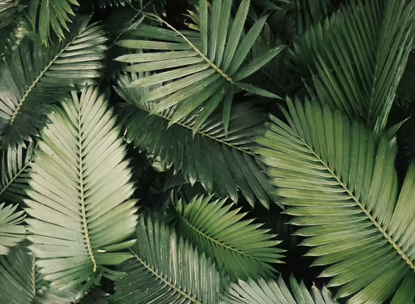 Many palm leaves overwhelming