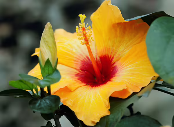 A plant with a Bright yellow flower and a red center