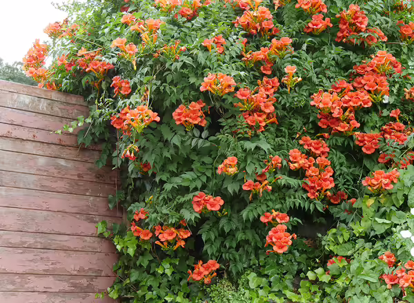 trumpet vine