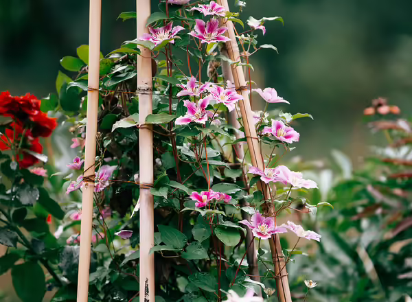 vines