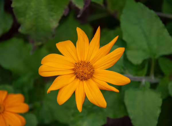 yellow flower of 'yellow torch' tithonia