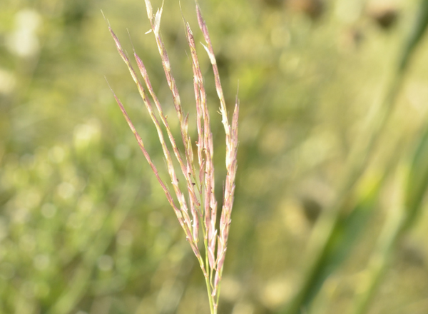 inflorescence of small carpetgrass