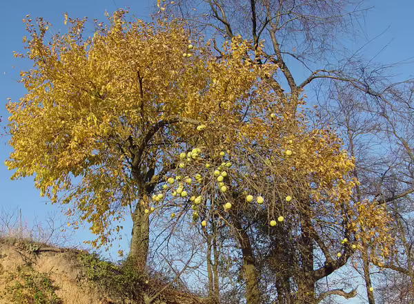 osage orange tree