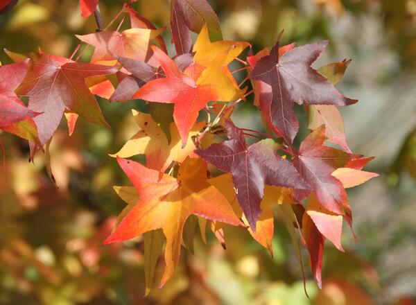 Sweet gum fall color