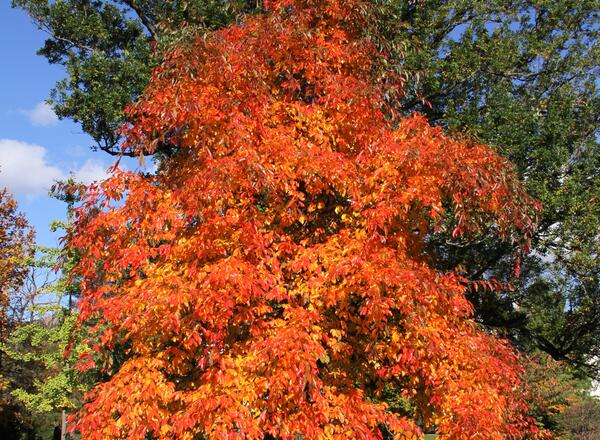 Black Tupelo tree fall color