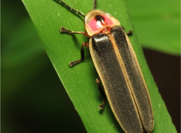 Black, red, and yellow big dipper firefly sitting on a green blade of grass. The big dipper (Photinus pyralis) is probably the most commonly encountered firefly in Illinois.