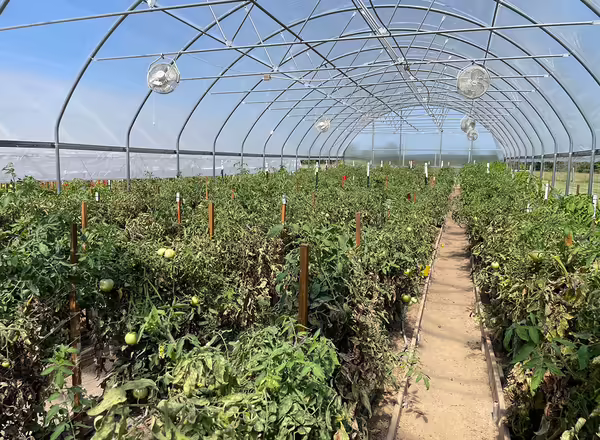 tomatoes in high tunnels