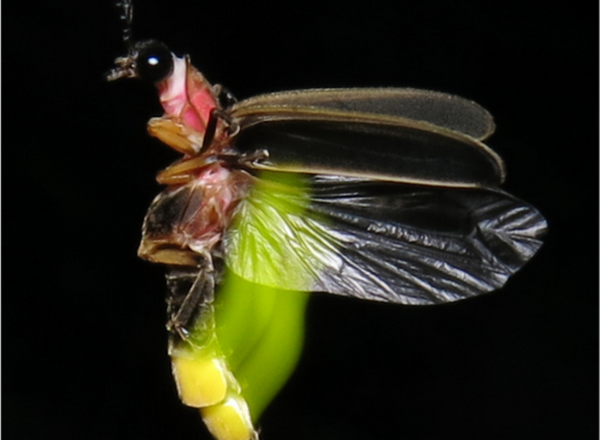 Male firefly flying and blinking, with yellow trail of light. Adult fireflies produce light in special organs in their abdomens.