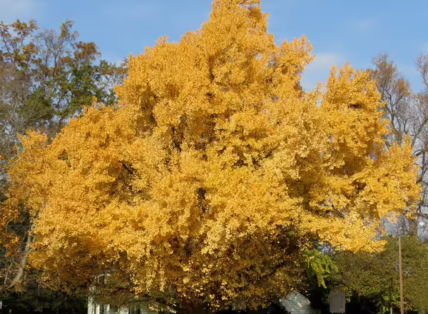Ginkgo fall color
