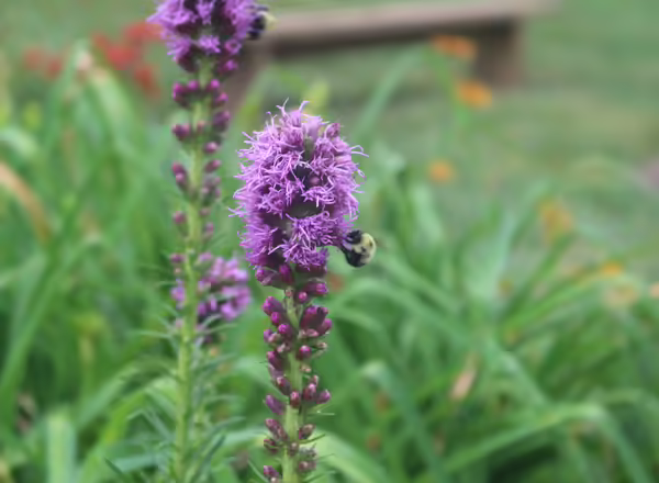 Purple flower with bumblebee on it
