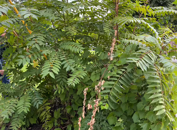 Tree of Heaven