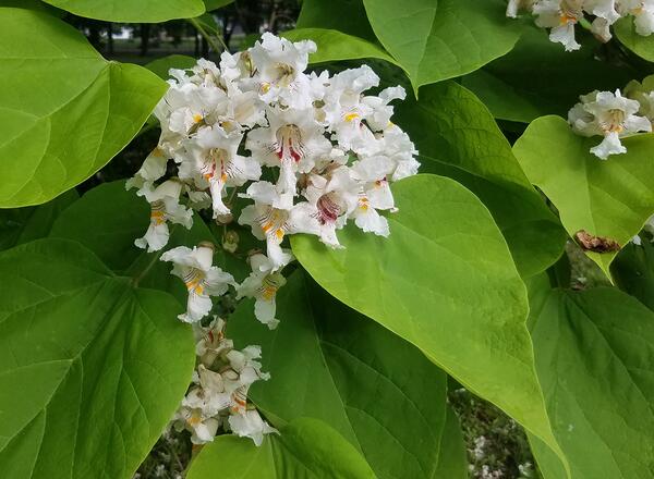 Blooming catalpa trees are indicator plants for bagworm crawler emergence.
