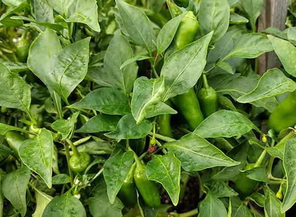 pepper plants with blooms and small green peppers