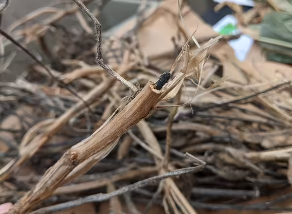 Fig. 2. A rare case when completely dead plants can still tell you what likely caused plant death - a sclerotium from <em>Sclerotinia sclerotiorum</em>, the cause of white mold in soybean, found inside the dead soybean plant.