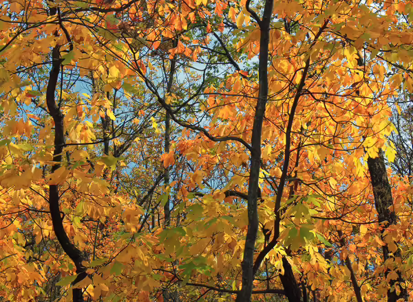 Sassafras fall color
