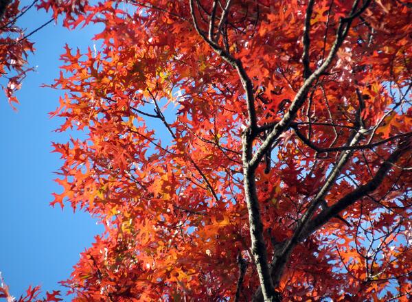 Scarlet oak fall color