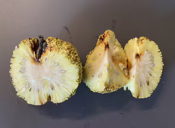 opened osage orange fruit
