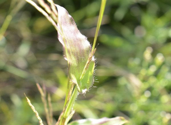 short broad leaf of small carpetgrass