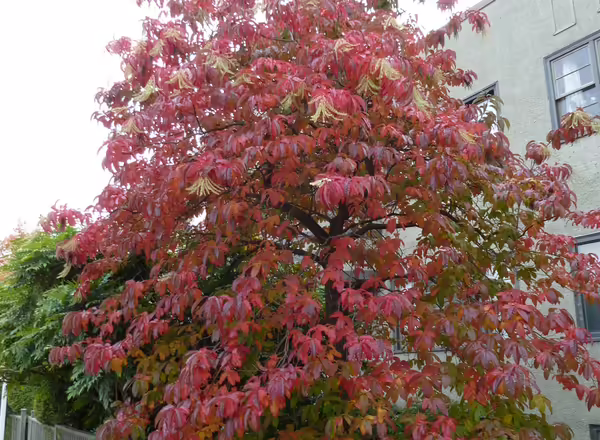 Sourwood fall color