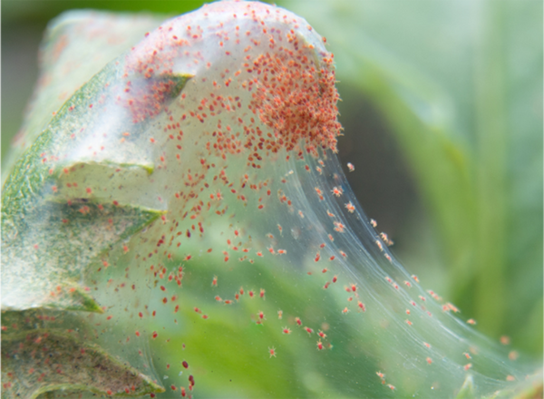 Spider mites will spin webbing which they use to move around and spread to nearby plants. Spider mite webbing spanning two leaves with red spider mites crawling on it.