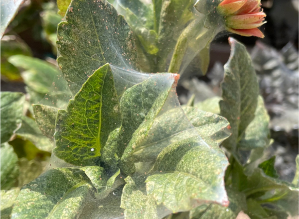 As spider mite populations grow, they can completely cover a plant's leaves, stems, and flowers in webbing. Dahlia leaves, stems, and flower covered in webbing and spider mites.