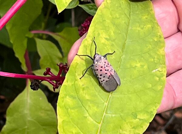 Spotted lanternfly on a leaf.