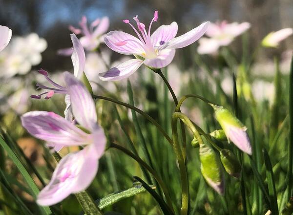 Spring beauties are one of the earliest native wildflowers to emerge each spring.