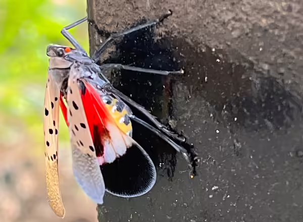 Spotted lanternfly on a fence.