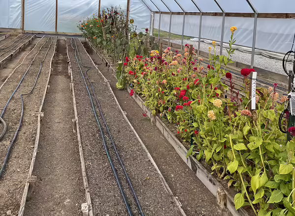 cut flowers growing with cover crop in tunnel