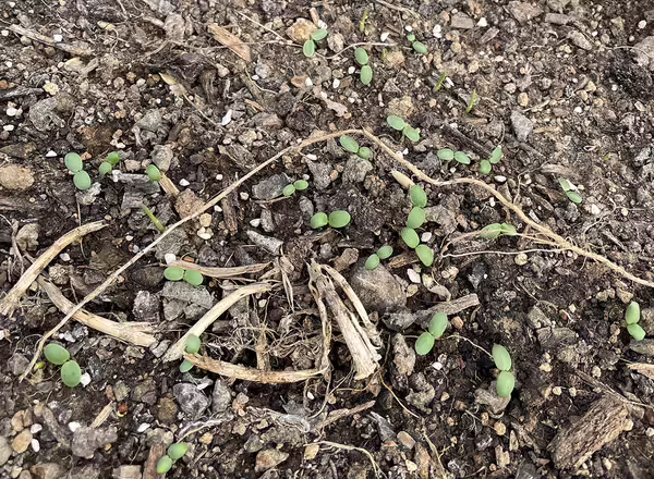 germinated cover crop in tunnel