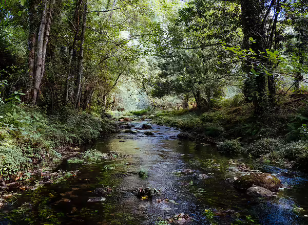 A small river in the middle of a forest