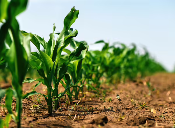 green cornfield