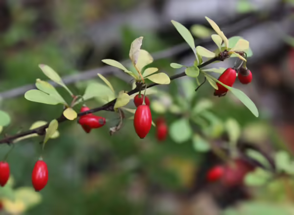 A close up of a branch with small red berries on them
