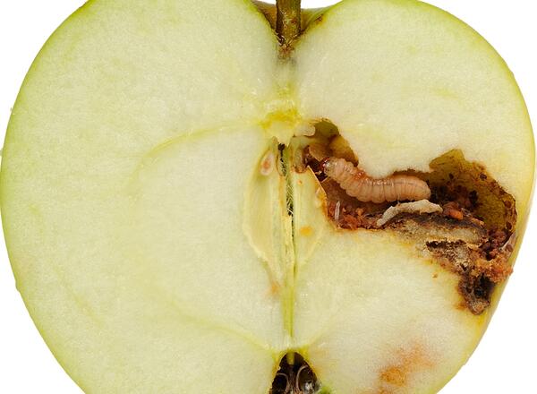 apple maggot in apple