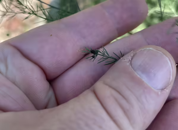 asparagus beetle
