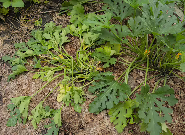 zucchini damaged by squash vine borer