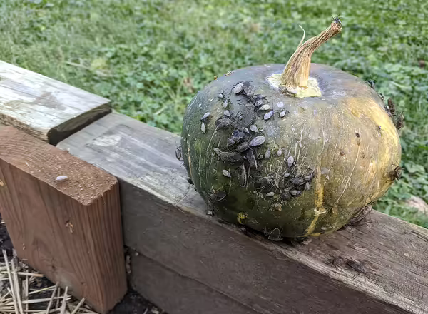Adult and nymphs squash bugs